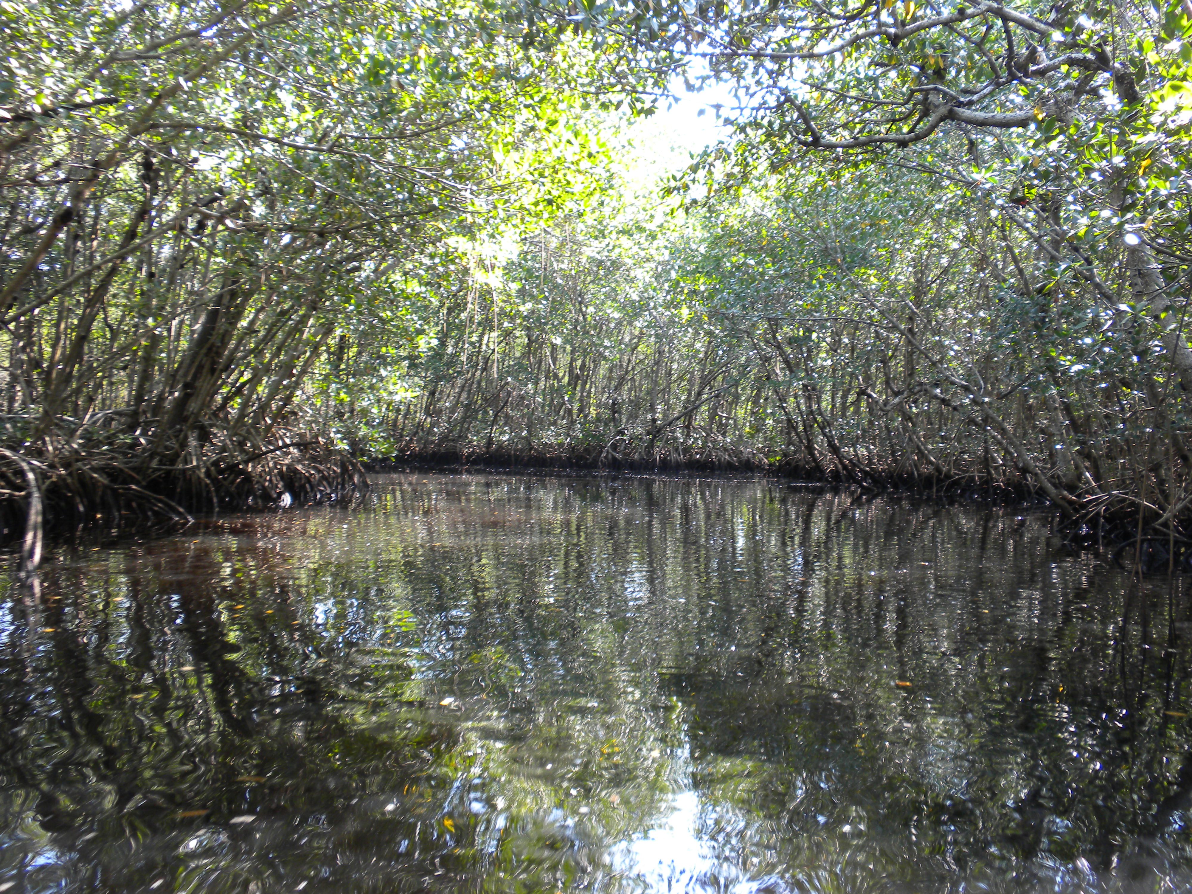 A lane of open water cuts through a forest of red mangrove in south Florida.