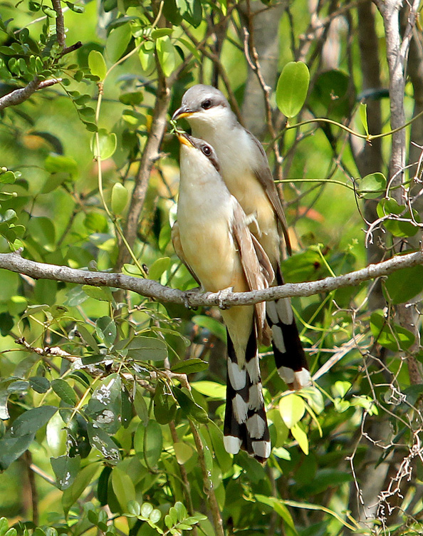 A peek into the secret life of the elusive Mangrove Cuckoo. Here, two birds engage in a bit of foreplay. The male, grasping the back of his mate, offers a bit of food as an enticement. If she accepts, this courtship feeding is a precursor to mating.