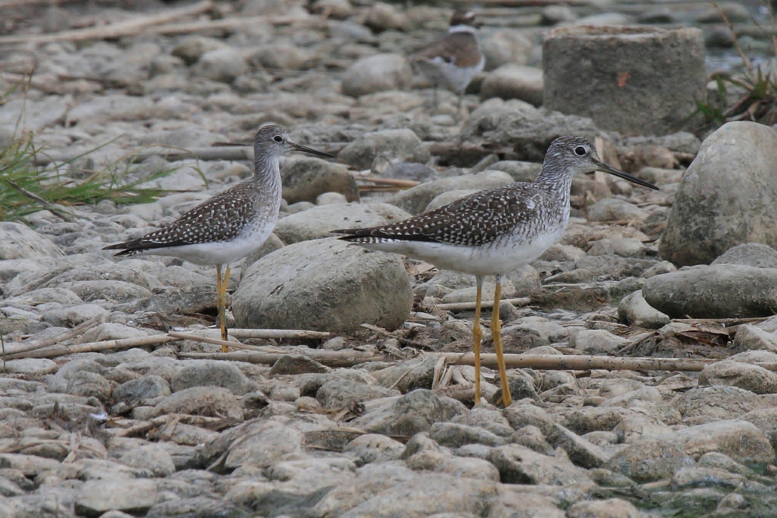 Greater Yellowlegs and Lesser Yellowlegs, side-by-side. Which is which? Photo by Dominic Sherony (CC BY-SA 2.0), via Wikimedia Commons.