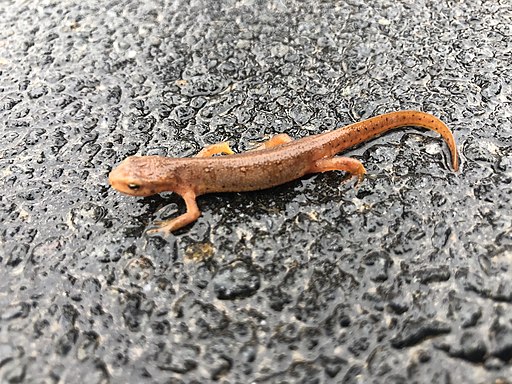 A juvenile newt crosses a road in Ontario. Jmatthewlake, CC BY-SA 4.0 <https://creativecommons.org/licenses/by-sa/4.0>, via Wikimedia Commons